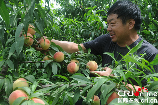 淄博淄川：農民張漢修讓廢棄礦坑變成花果山_fororder_1_副本