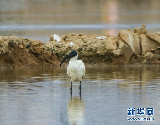 雲南再現國家一級保護動物黑頭白鹮_fororder_1