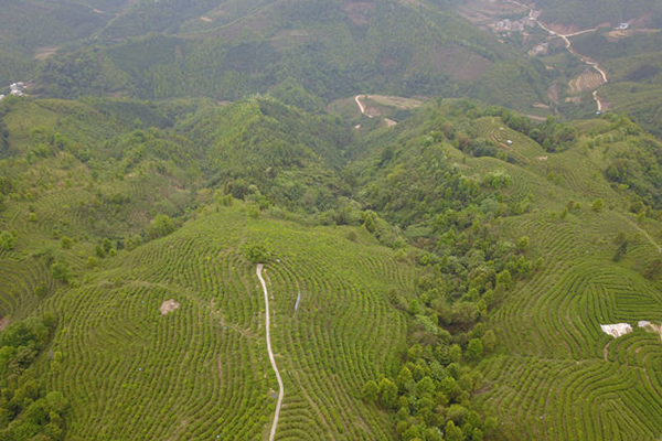 【供稿待審】生態茶鄉空中瞰 春意綠脊入畫來（新百色 生態立市焦點圖）