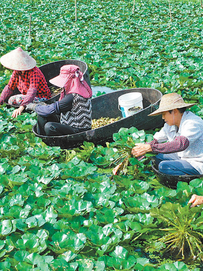 初秋採菱忙