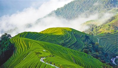 層層梯田綠滿坡