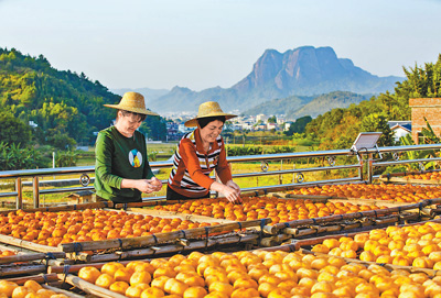 “柿”業紅火