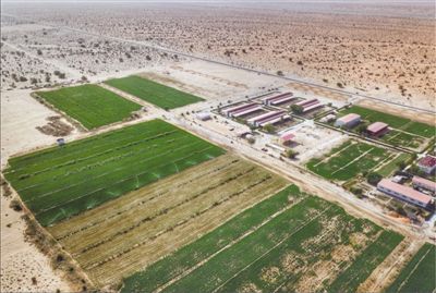 中國援毛裡塔尼亞畜牧業技術示範中心助力破解當地發展難題——“在茫茫荒漠中創造了奇跡”