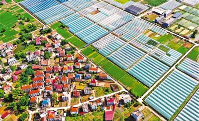 蔬菜産業 助農增收