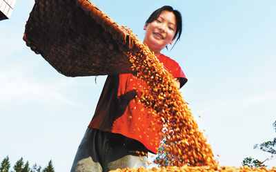 小麥豐收