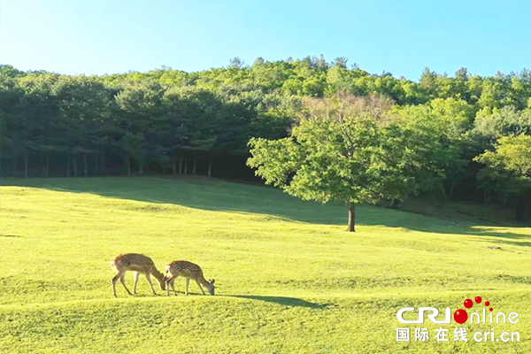 【原創待審】2019中國美麗鄉村休閒旅遊行（夏季）推介活動將在伊春舉辦（要聞+中首頭條）