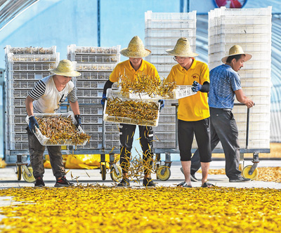 小黃花 大産業