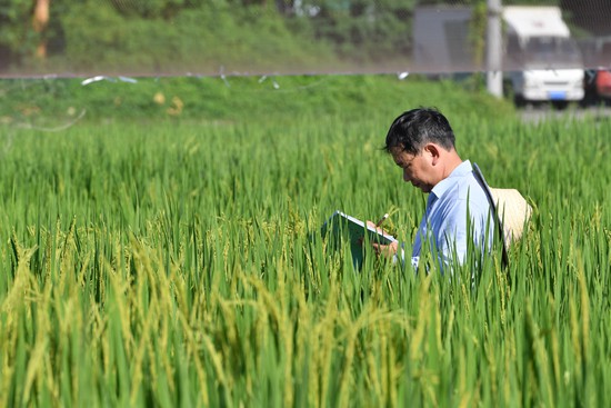 這個暑假怎麼過？ 跟著導師下稻田