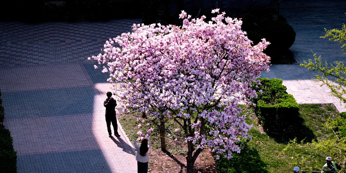 燕京理工學院校花海棠樹下_fororder_燕京理工學院校花海棠樹下