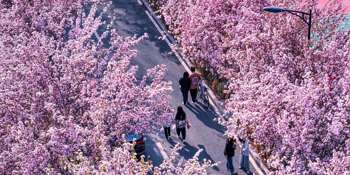 燕京理工學院校花海棠_fororder_燕京理工學院校花海棠