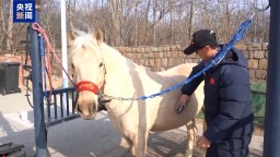“騎馬養馬”成大學課程 探訪高校如何為馬業“育才”