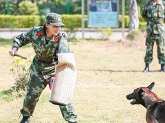 湖南衛視《奇兵神犬》楊爍張馨予特警救援挑戰自我