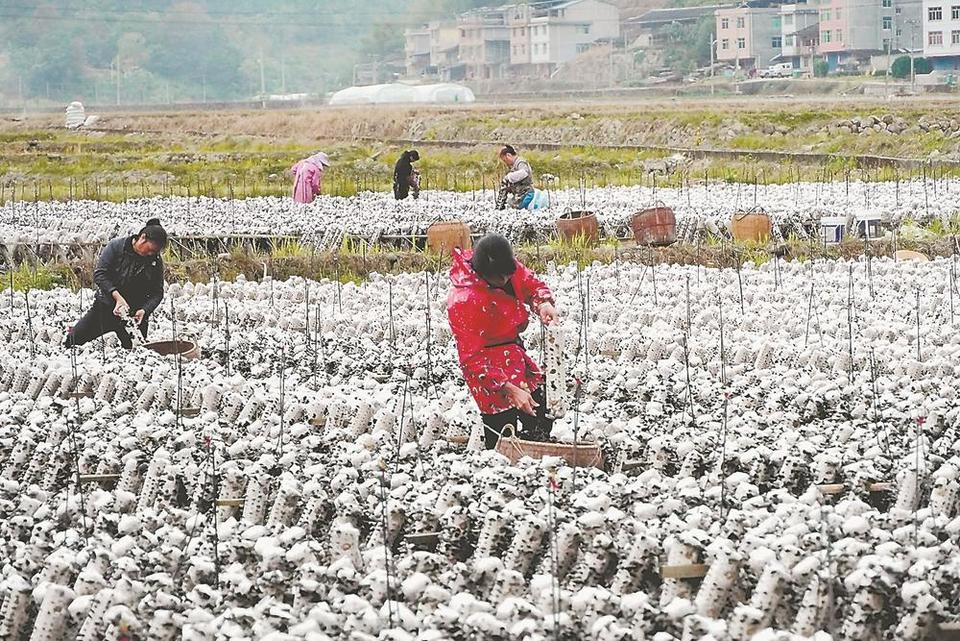 三明尤溪縣：黑木耳種植規模達7000多萬棒