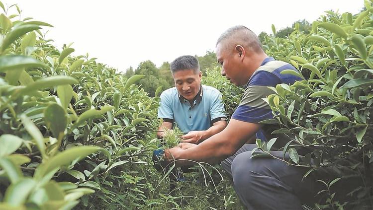 南平建陽探索“以草養茶”生態種植模式 實現綠富共贏