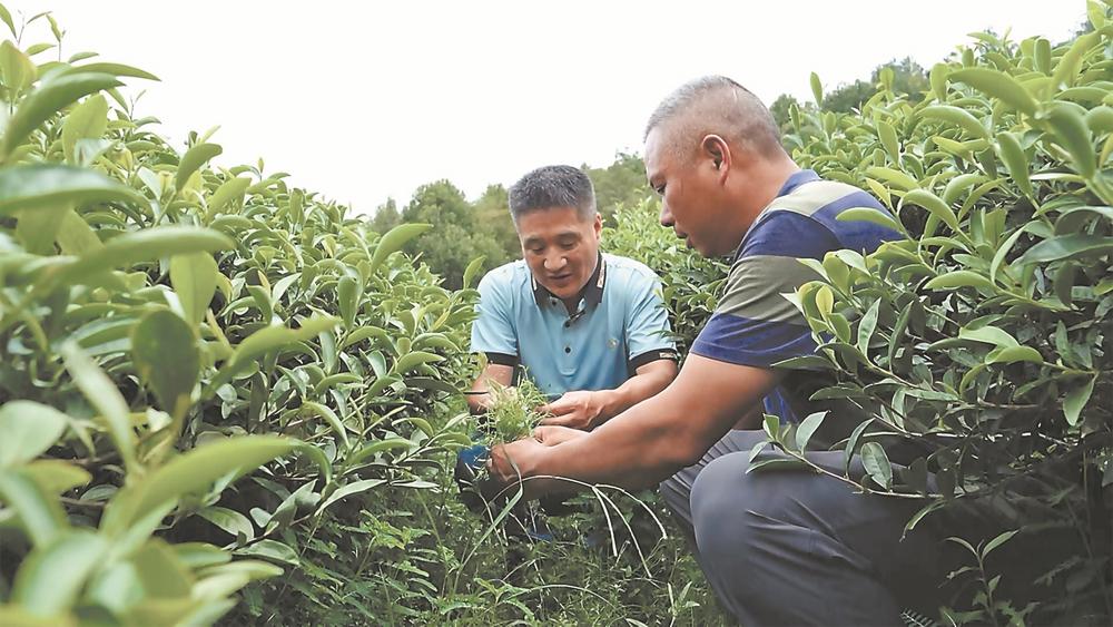 南平建陽探索“以草養茶”生態種植模式 實現綠富共贏