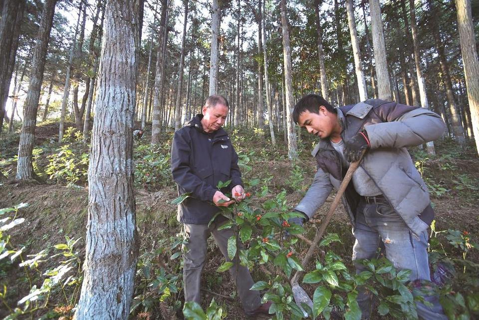 福建：向林業高品質發展邁出有力步伐