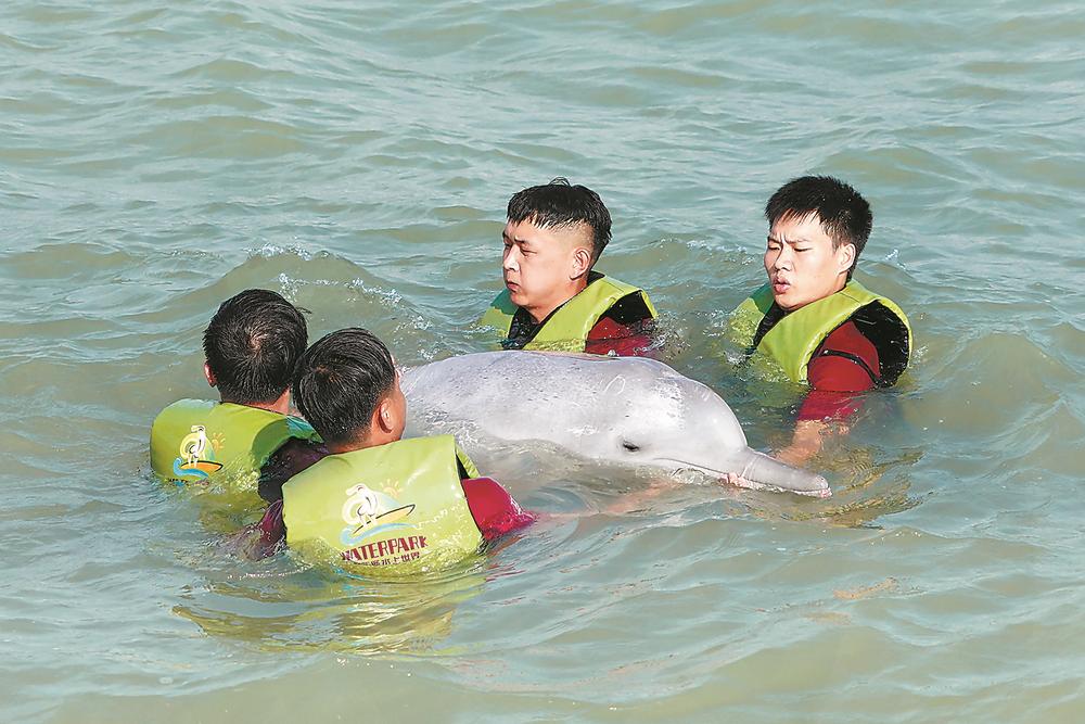 福建首次成功救助擱淺中華白海豚