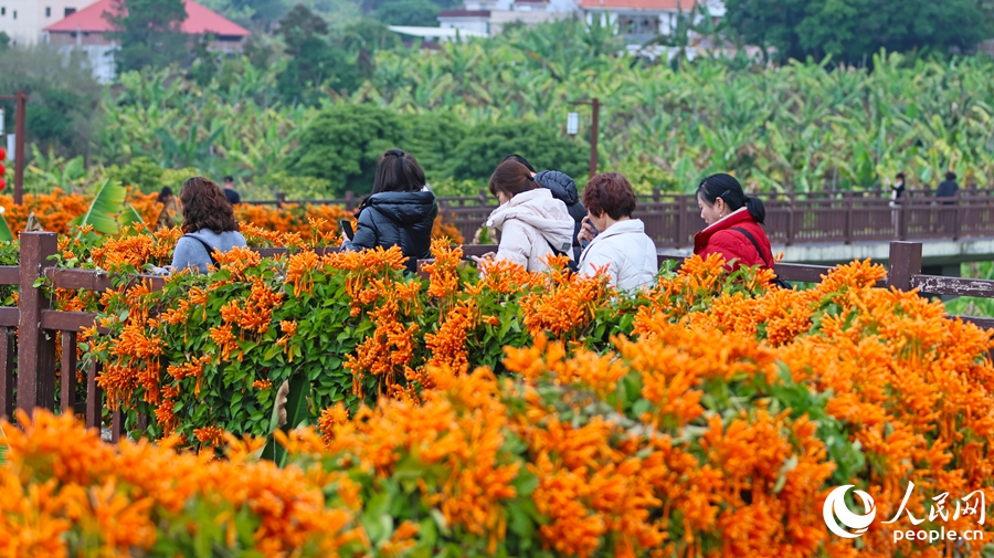 福建漳州：蕉綠映花紅