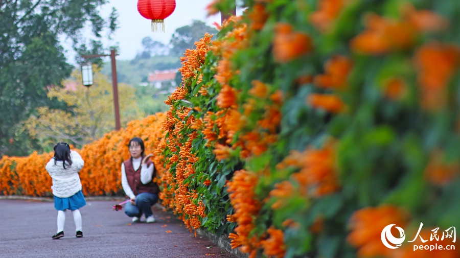 福建漳州：蕉綠映花紅