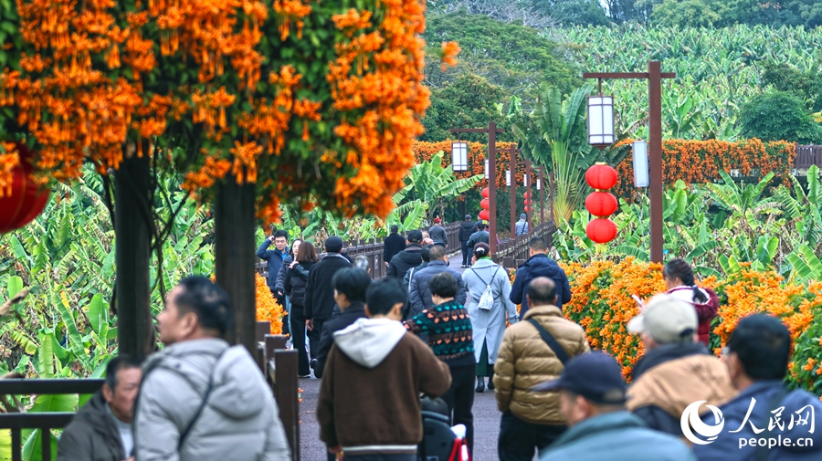 福建漳州：蕉綠映花紅