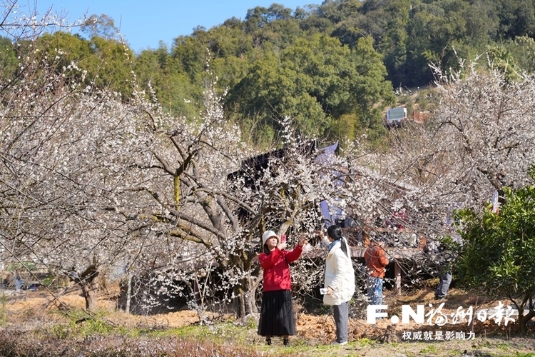 福州永泰以梅為媒做大三産融合文章