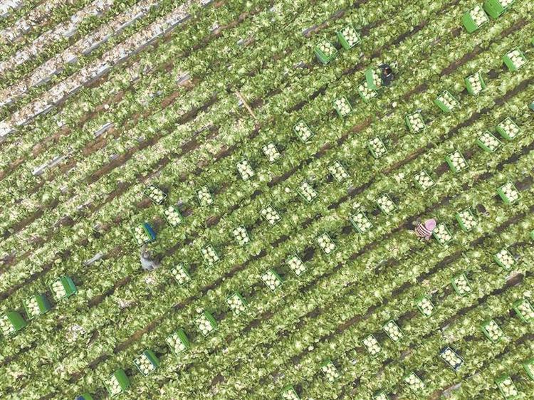 泉州：豐富食物“資源庫” 厚植農業現代化底氣