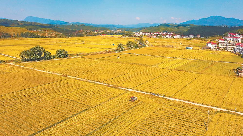 福建：特色振興路 鋪展山水間