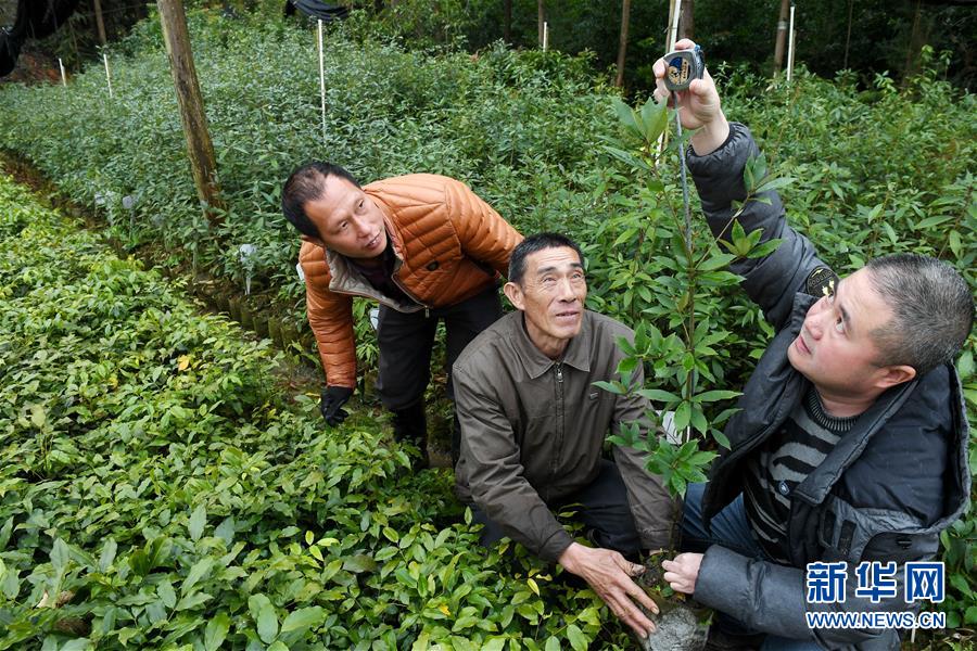 【焦點圖】【南平】【移動版】【Chinanews帶圖】福建建甌推廣種植珍貴樹種提升森林品質