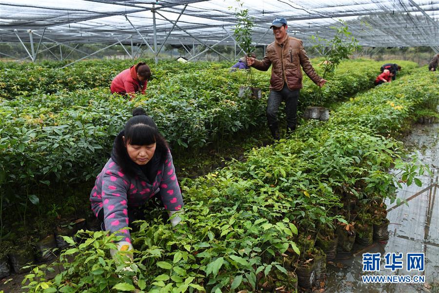 【焦點圖】【南平】【移動版】【Chinanews帶圖】福建建甌推廣種植珍貴樹種提升森林品質