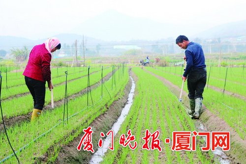 【福建時間主推】【廈門】【移動版】【Chinanews帶圖】驚蟄探訪春忙現場 廈門農戶們展望新一年好光景