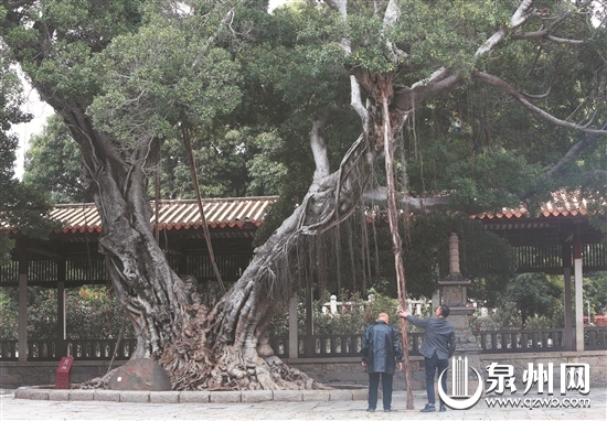 【輿情列表】【泉州】【移動版】【Chinanews帶圖】泉州開元寺800歲古榕根部已蛀空？部門回應