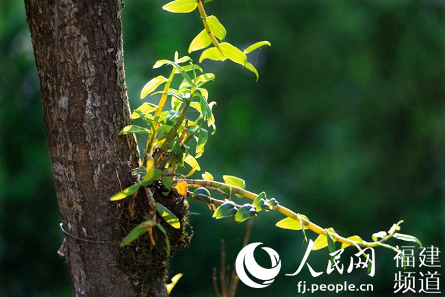 福建沙縣：林改讓山林活鄉村興