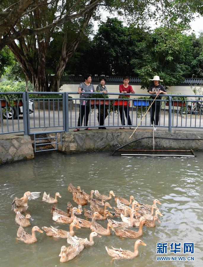 福建長樂：特色種養助農致富