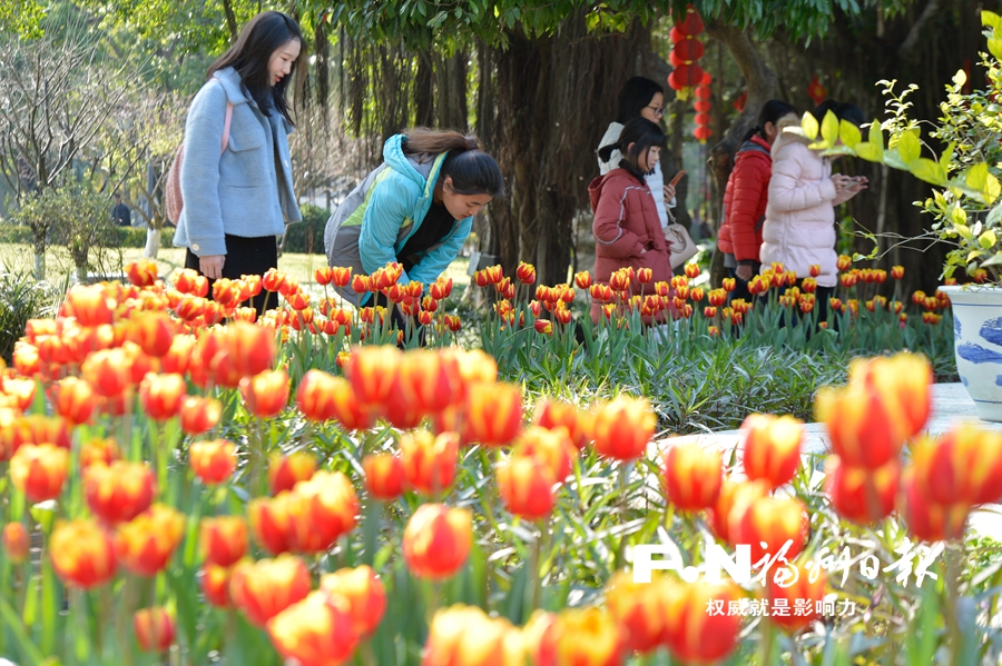 【焦點圖】【福州】【移動版】【Chinanews帶圖】福州西湖左海迎春花展即將開幕