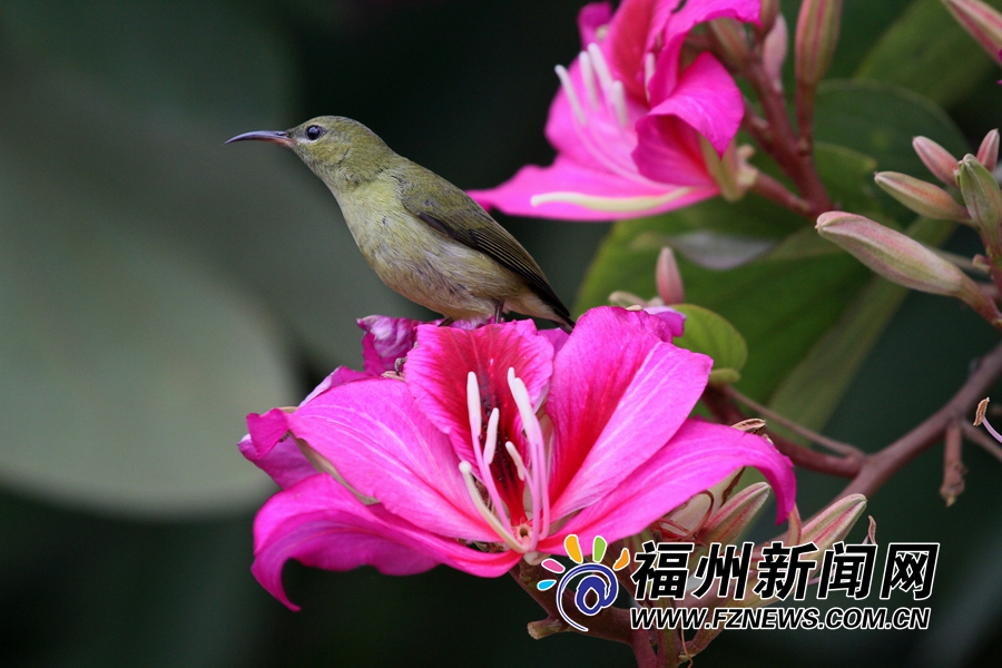 【焦點圖】【福州】【移動版】【Chinanews帶圖】福建最美冬日花鳥圖正在森林公園上演