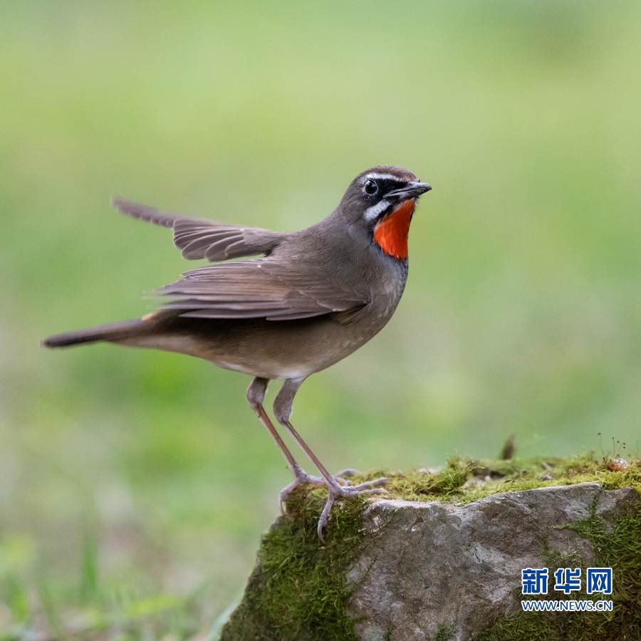 【焦點圖】【福州】【移動版】【Chinanews帶圖】紅喉獻歌