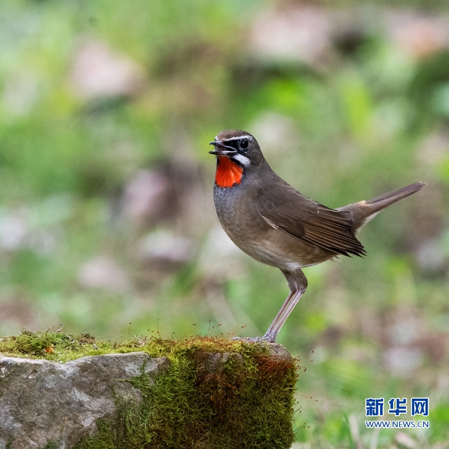 【焦點圖】【福州】【移動版】【Chinanews帶圖】紅喉獻歌