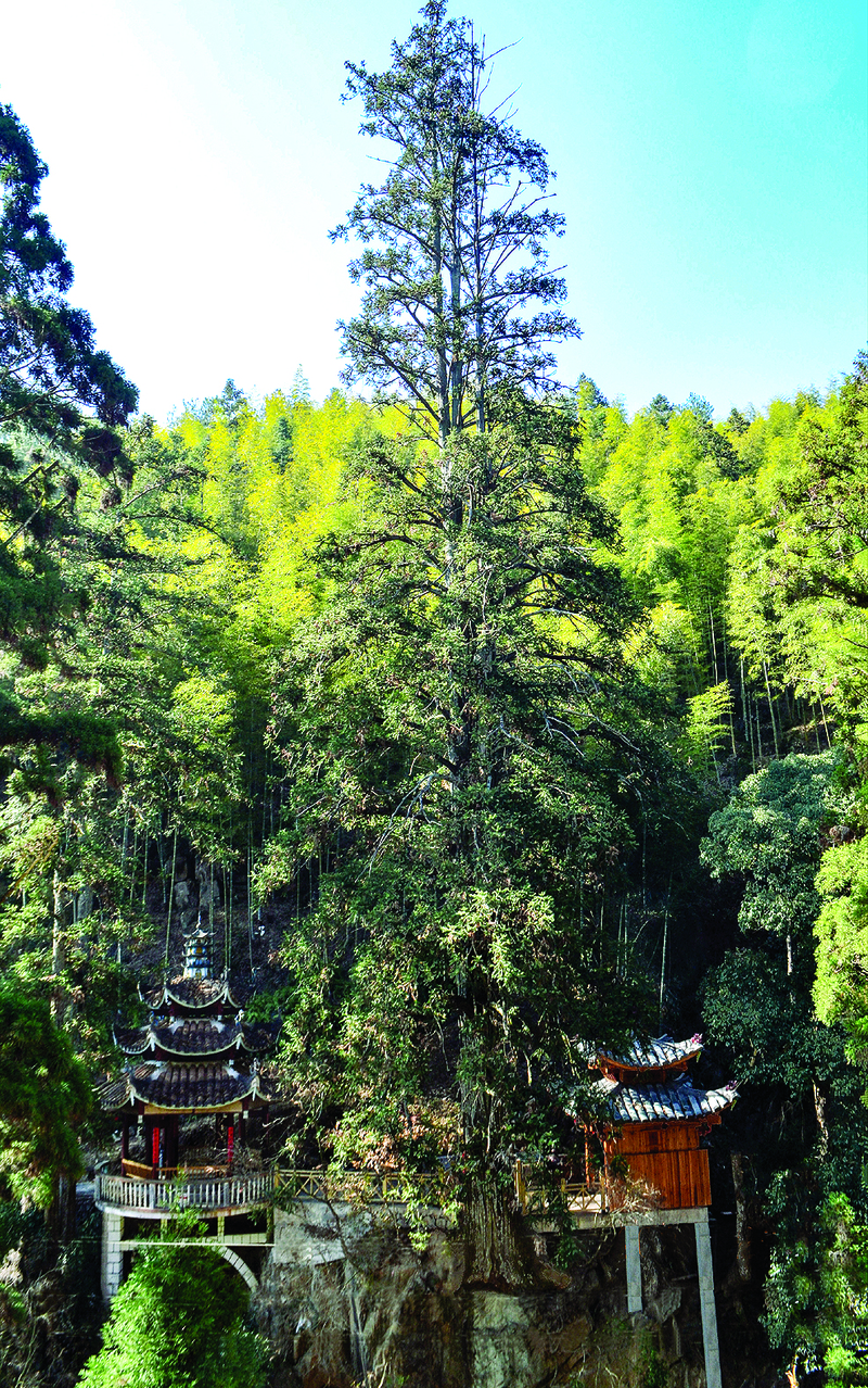 【旅遊主推】【南平】【移動版】【Chinanews帶圖】南平又添兩家國家3A級旅遊景區