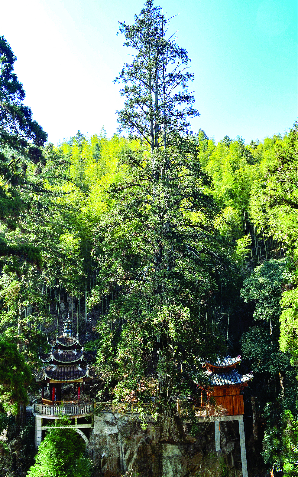 【旅遊主推】【南平】【移動版】【Chinanews帶圖】南平又添兩家國家3A級旅遊景區