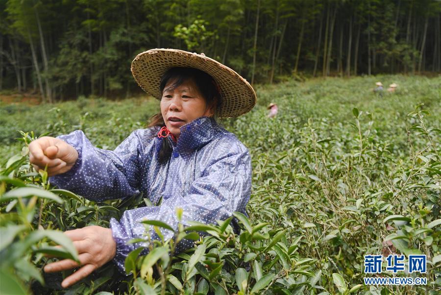 【茶業主推】【南平】【移動版】【Chinanews帶圖】福建武夷山：金駿眉開採 制茶忙