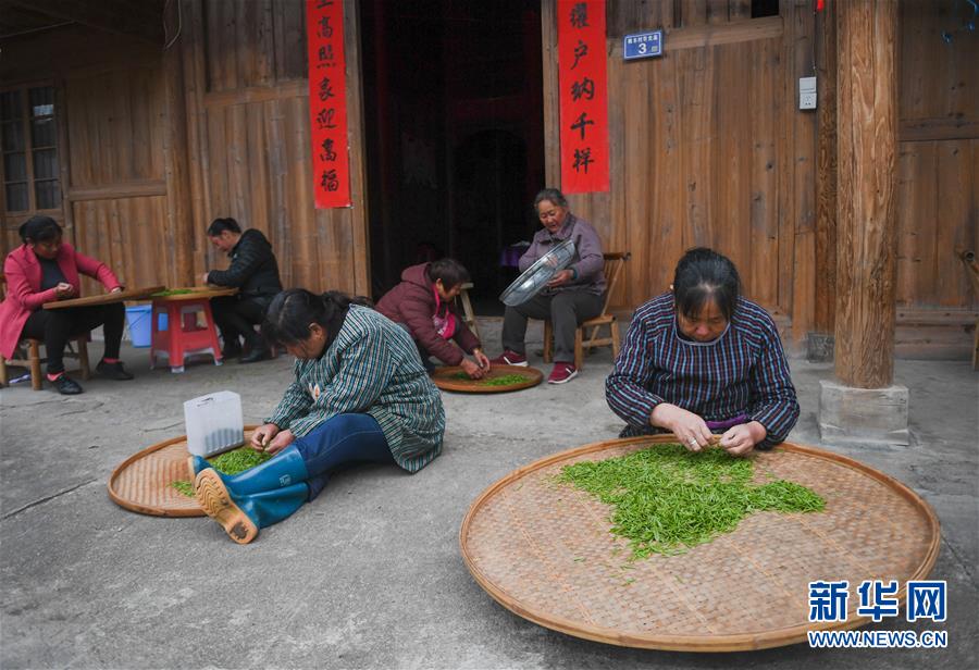 【茶業主推】【南平】【移動版】【Chinanews帶圖】福建武夷山：金駿眉開採 制茶忙