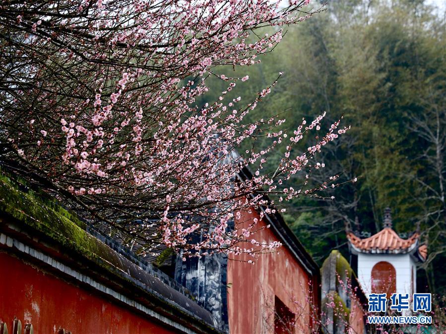 【焦點圖】【福州】【移動版】【Chinanews帶圖】福州：古寺梅香