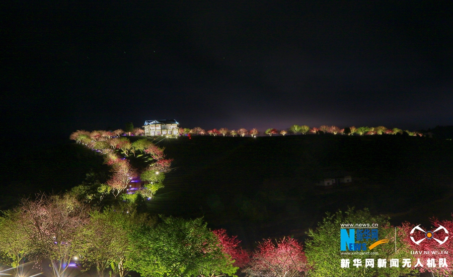 【焦點圖】【龍岩】【移動版】【Chinanews帶圖】福建：臺品櫻花茶園夜景迷人