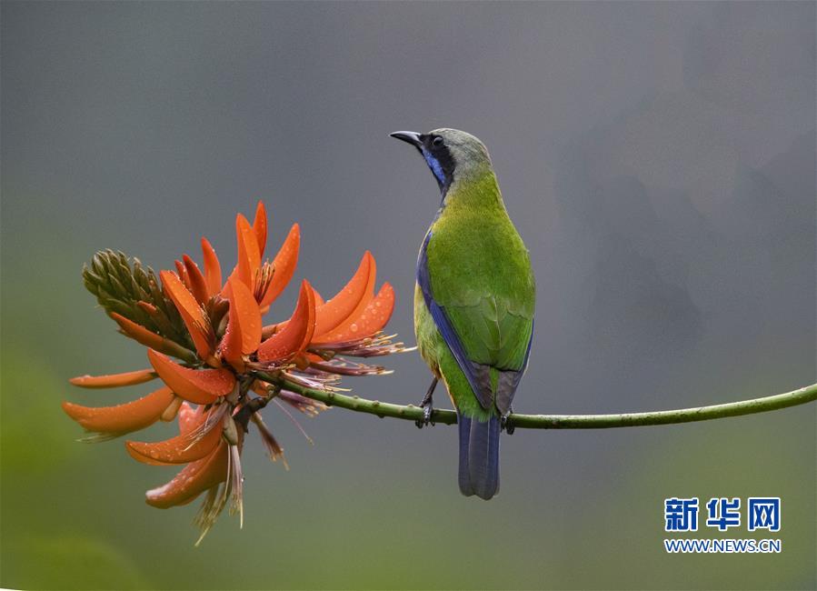 【焦點圖】【福州】【移動版】【Chinanews帶圖】福州：紅花春鳥共新景