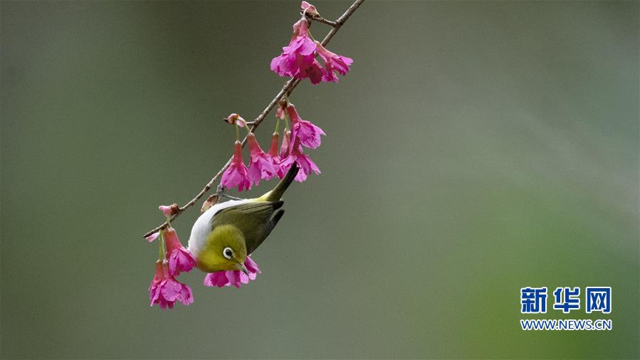 【焦點圖】【福州】【移動版】【Chinanews帶圖】福州：紅花春鳥共新景