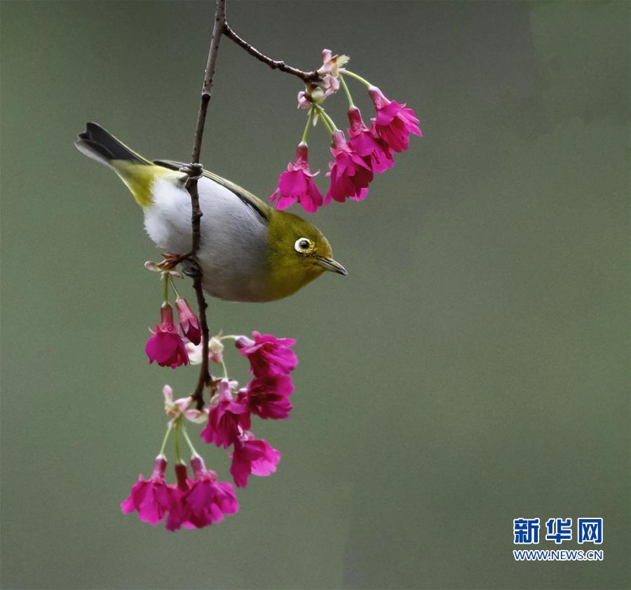 【焦點圖】【福州】【移動版】【Chinanews帶圖】福州：紅花春鳥共新景