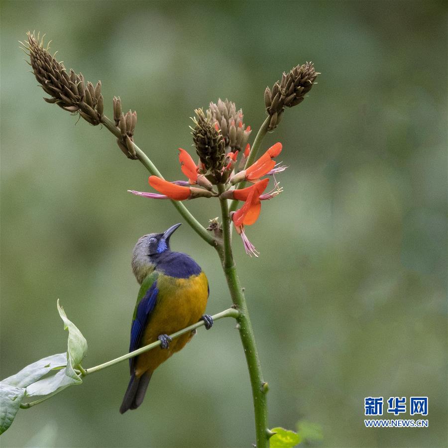 【焦點圖】【福州】【移動版】【Chinanews帶圖】福州：紅花春鳥共新景