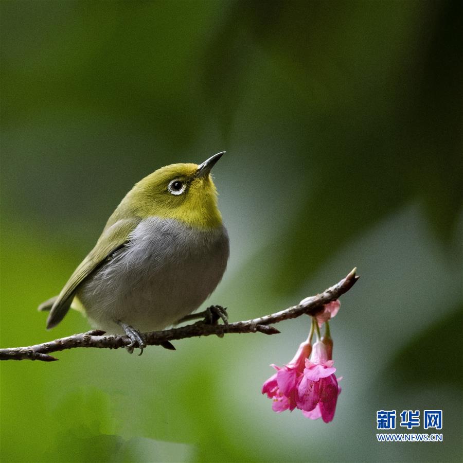 【焦點圖】【福州】【移動版】【Chinanews帶圖】福州：紅花春鳥共新景