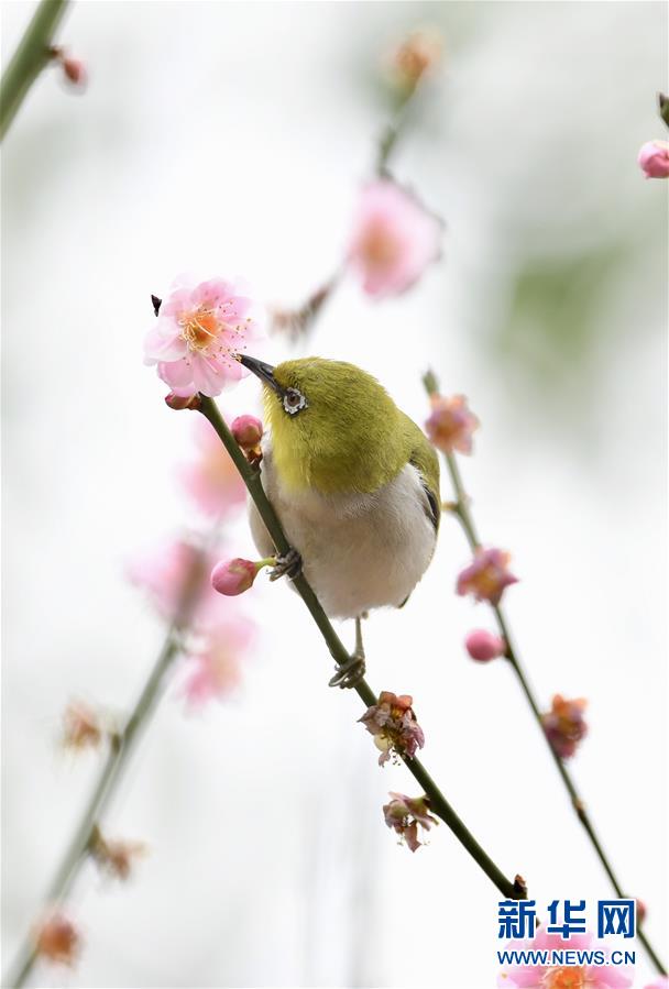 【焦點圖】【福州】【移動版】【Chinanews帶圖】福州：繡眼鬧春