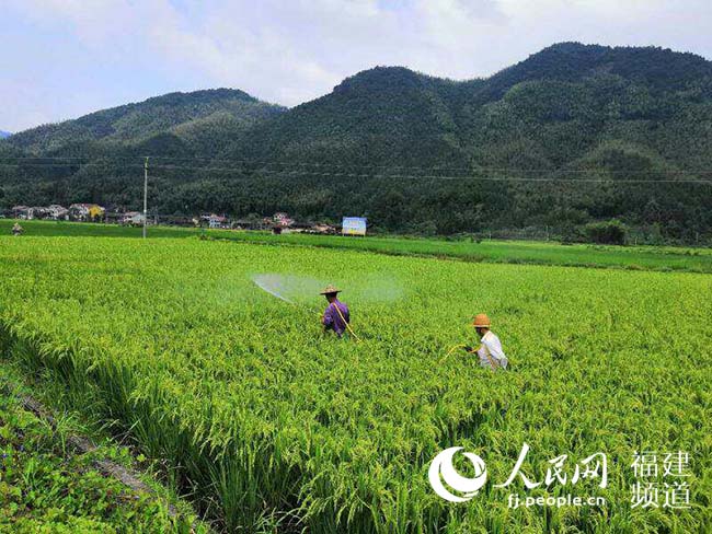 【福建時間主推】【南平】【移動版】【Chinanews帶圖】光澤縣山頭村“三變”改革：改出生産力 釋放新紅利